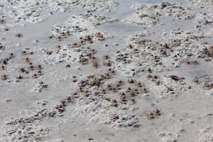 Whitsunday Island-008